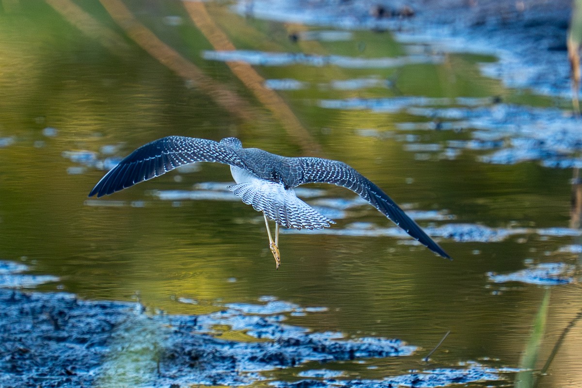 Greater Yellowlegs - ML645223941