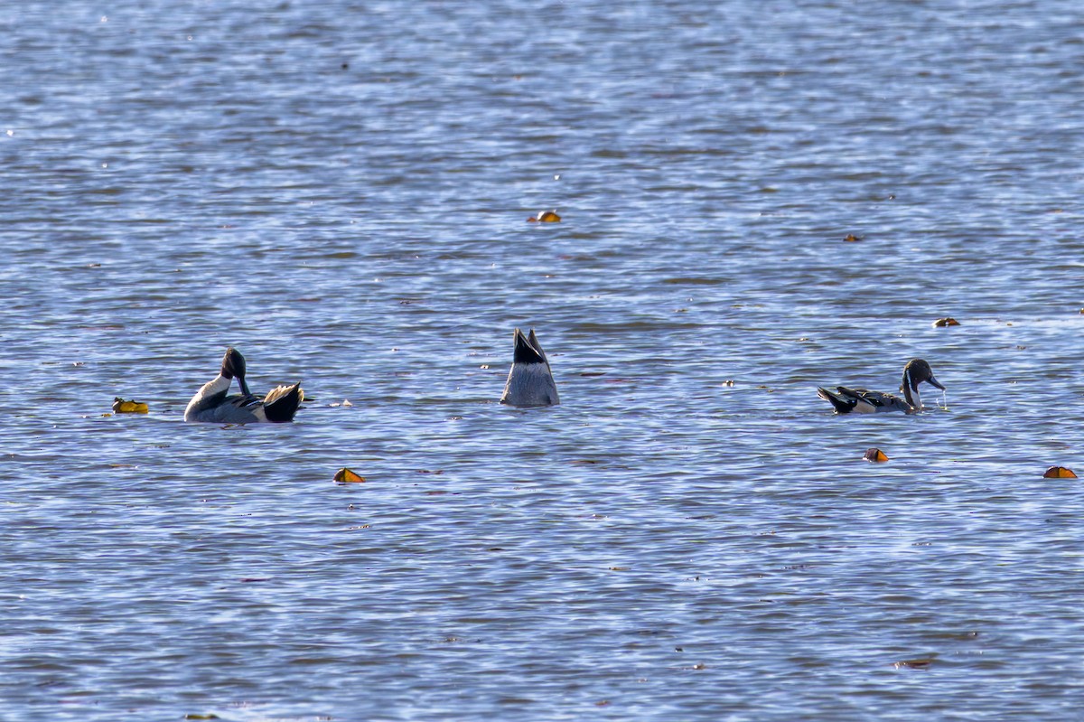 Northern Pintail - ML645223945