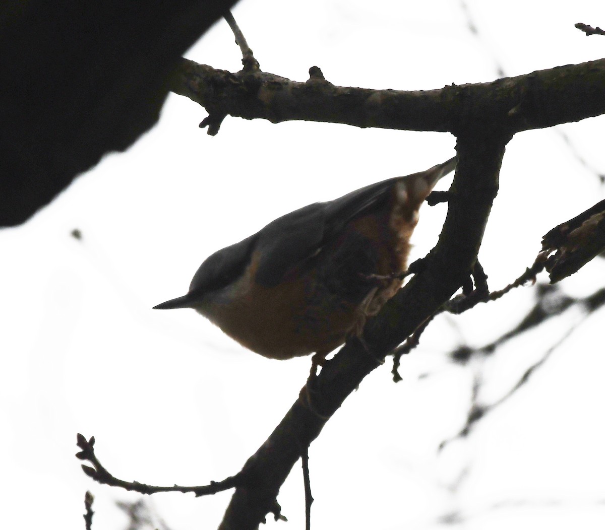 Eurasian Nuthatch (Western) - ML645223959