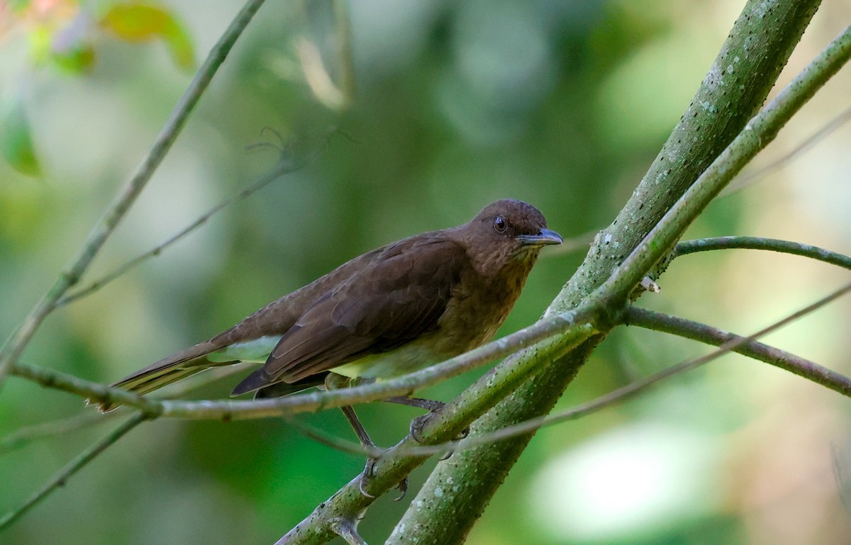 Black-billed Thrush - ML645223960