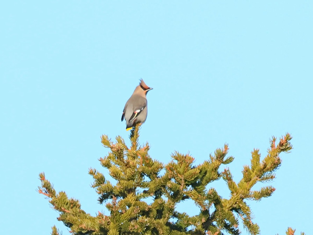 Ampelis Europeo - ML645223961