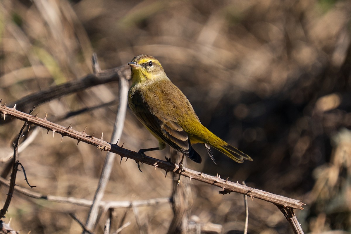 Palm Warbler - ML645223962