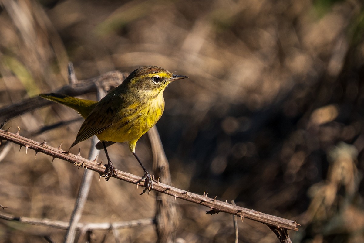 Palm Warbler - ML645223963