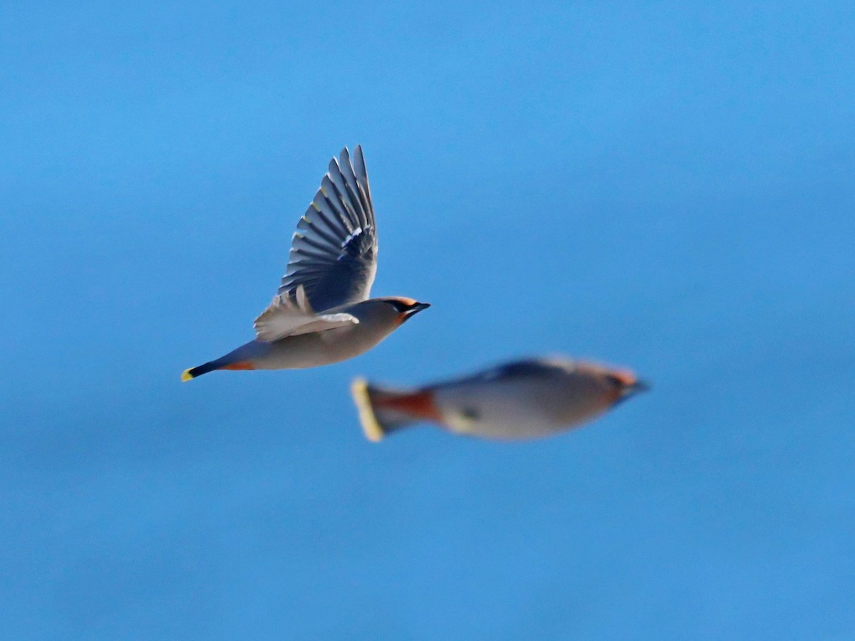 Ampelis Europeo - ML645223968