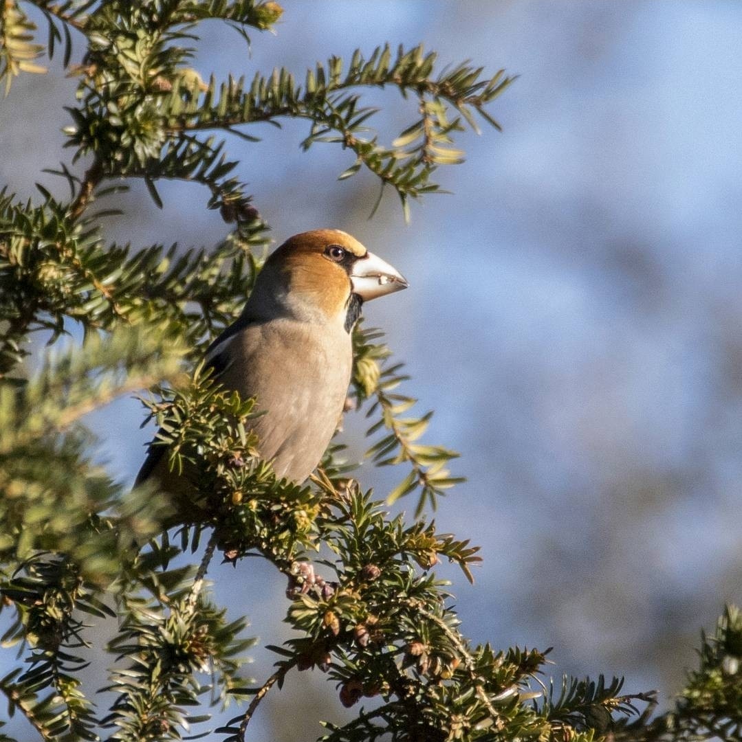 dlask tlustozobý - ML645223980