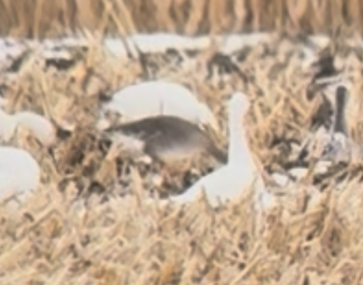 Greater White-fronted Goose - ML645223983