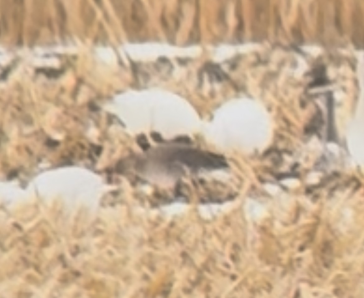 Greater White-fronted Goose - ML645223984