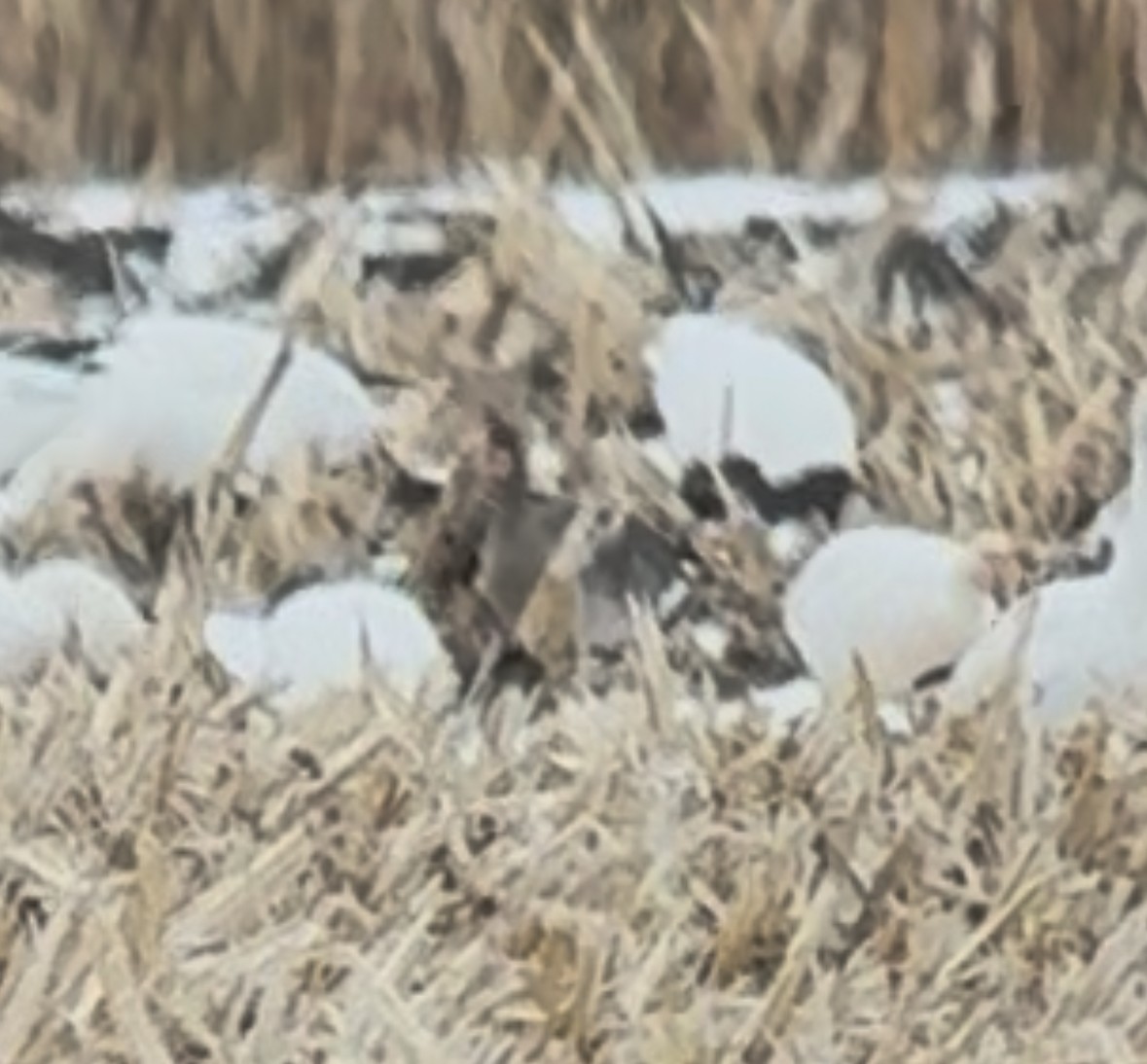 Greater White-fronted Goose - ML645223985