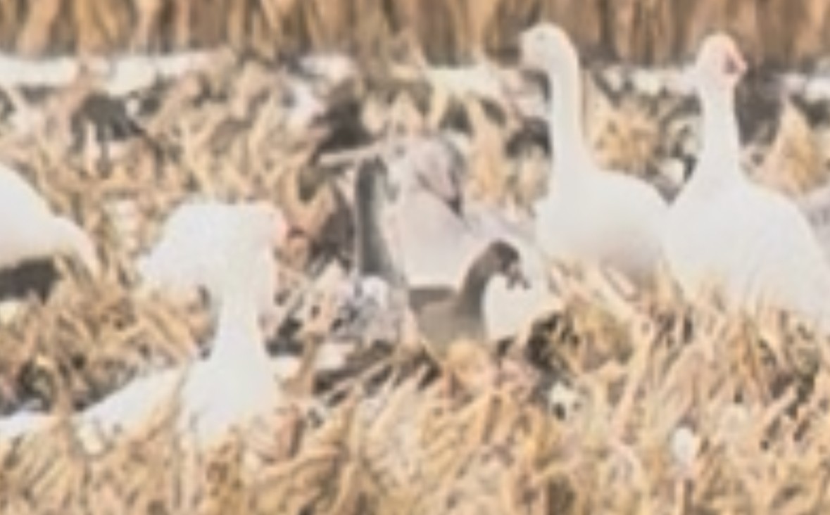 Greater White-fronted Goose - ML645223986