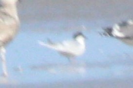 Forster's Tern - ML645223997