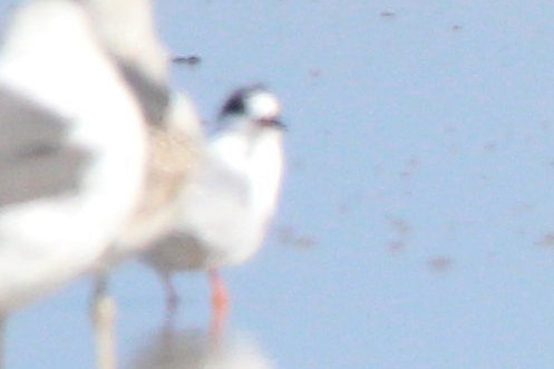 Forster's Tern - ML645223998