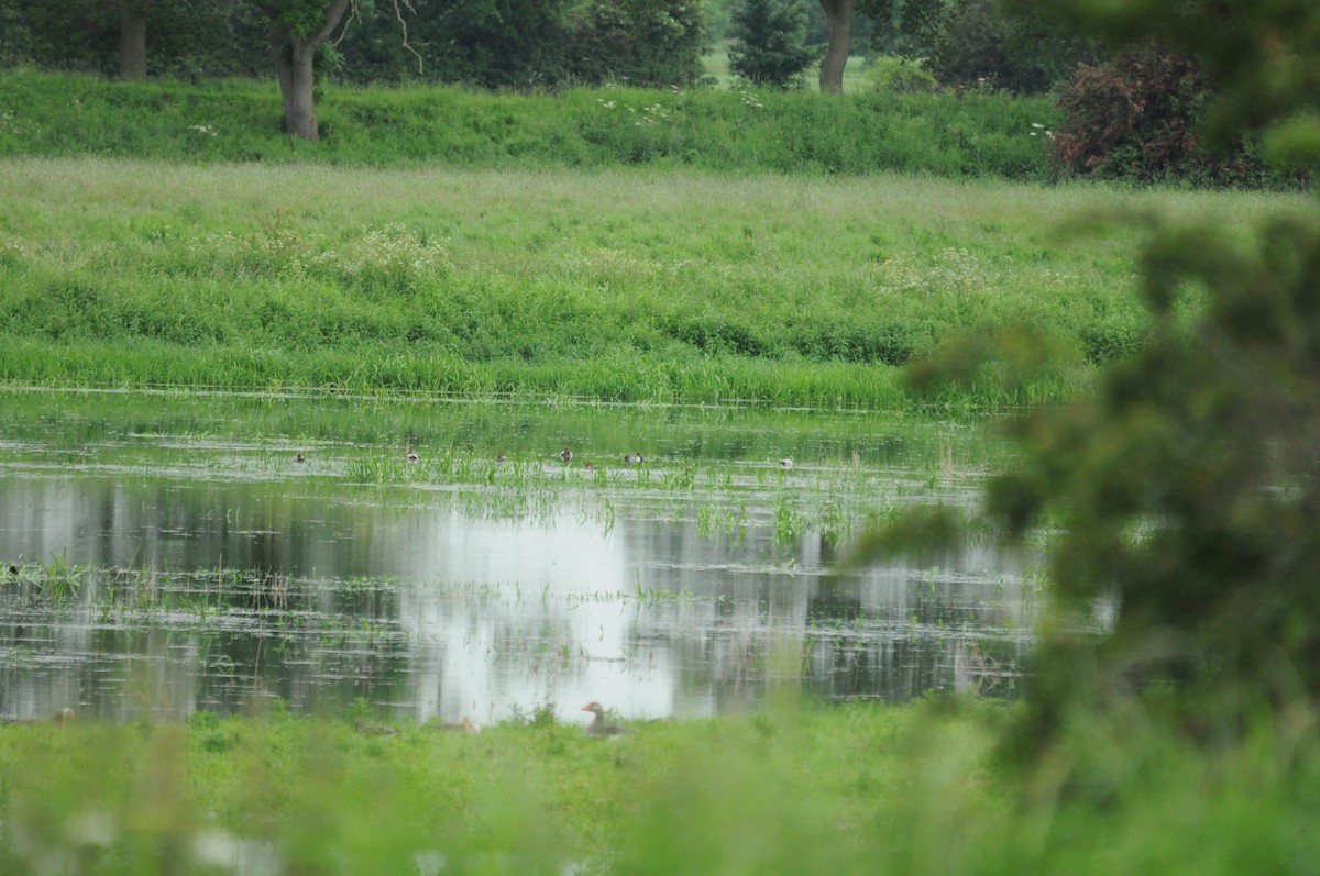 polák sp. - ML645224007