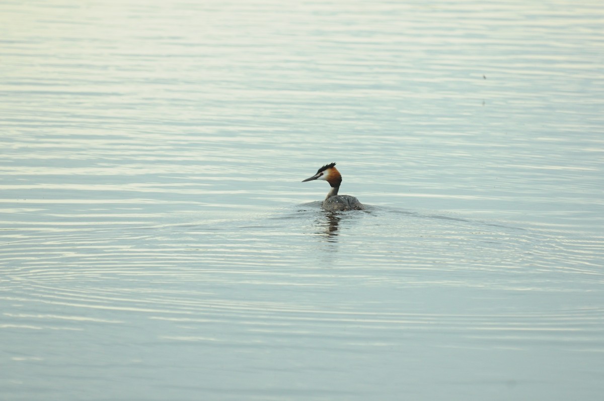 potápka roháč - ML645224013