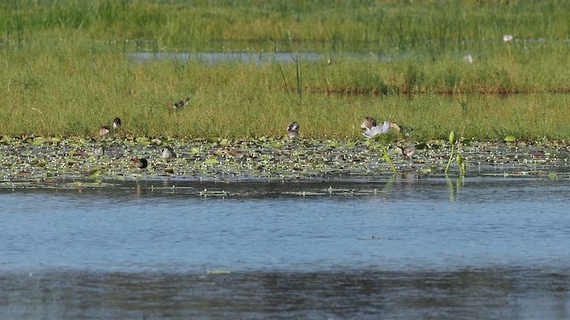 Comb-crested Jacana - ML645224020