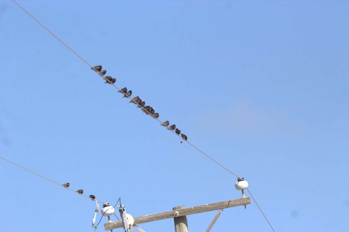 Arabazozo pikarta - ML645224031