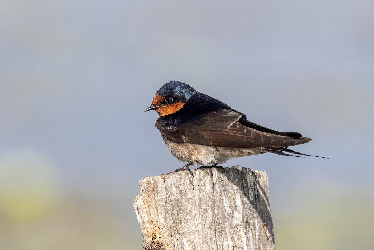 Welcome Swallow - ML645224045