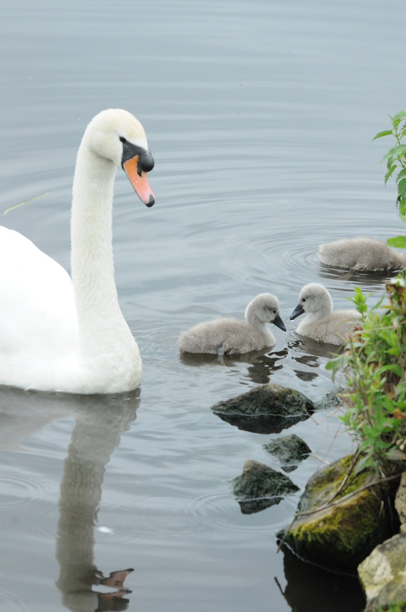 labuť velká - ML645224047