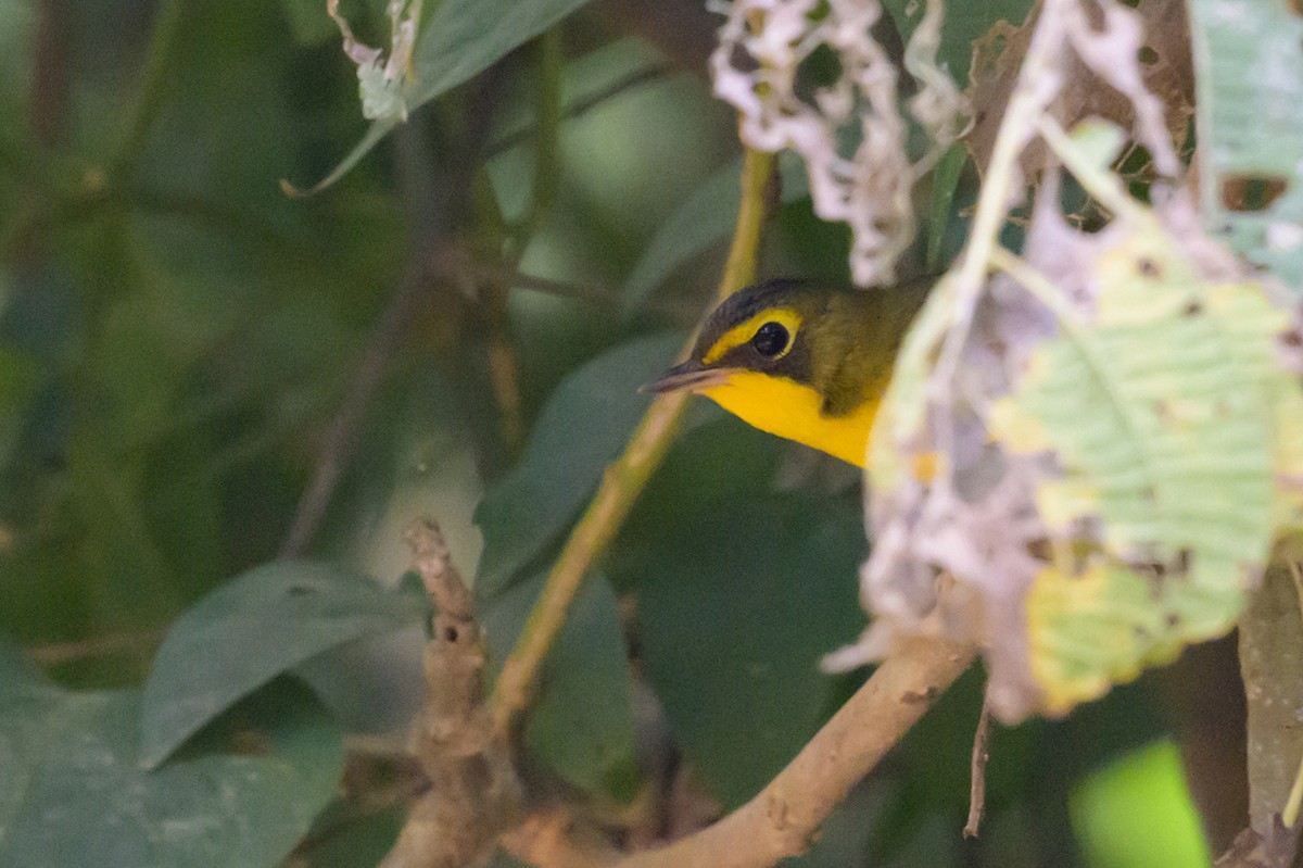 Kentucky Warbler - ML645224049