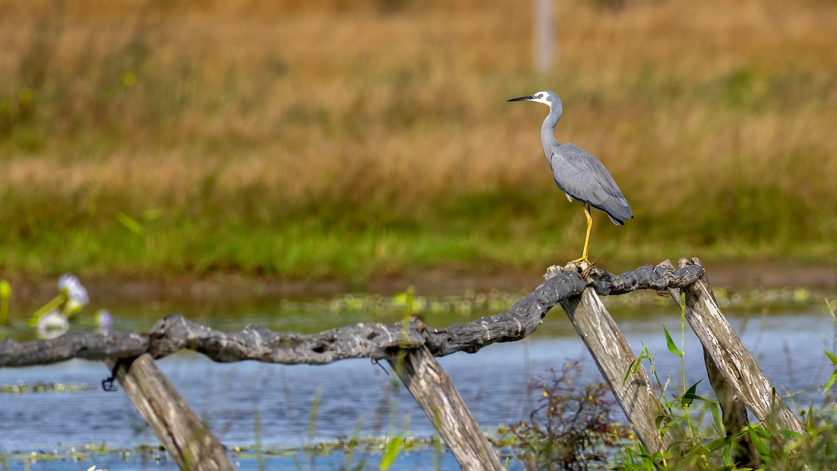 White-faced Heron - ML645224052