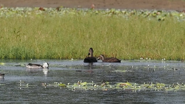 Pacific Black Duck - ML645224060