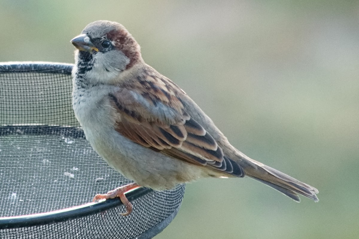 House Sparrow - ML645224083