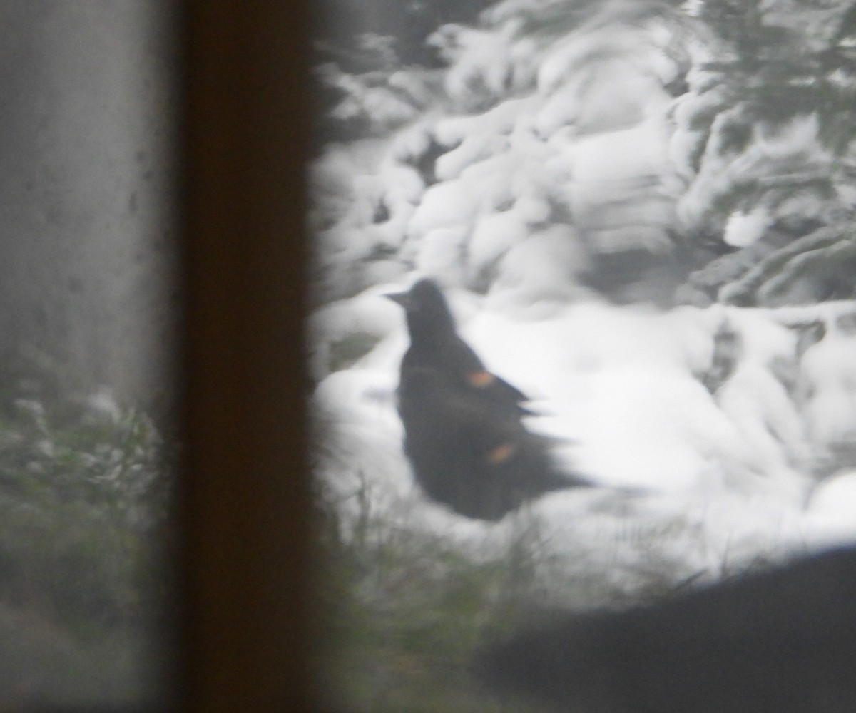 Red-winged Blackbird - ML645224085