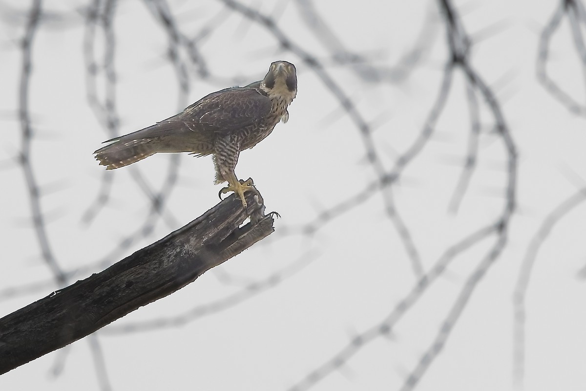 Peregrine Falcon - ML645224087