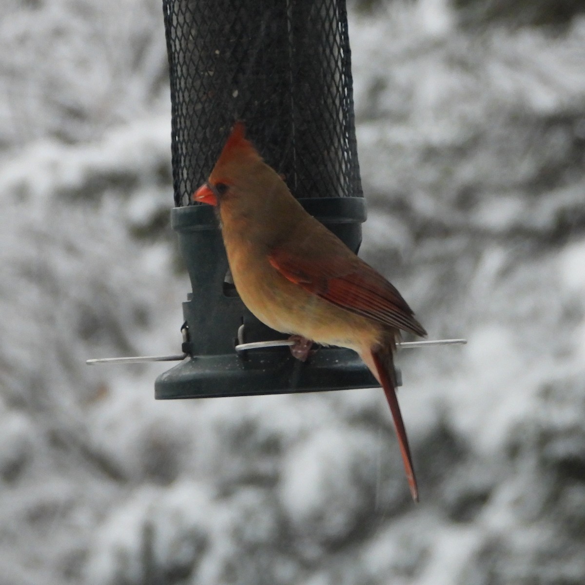 Northern Cardinal - ML645224097