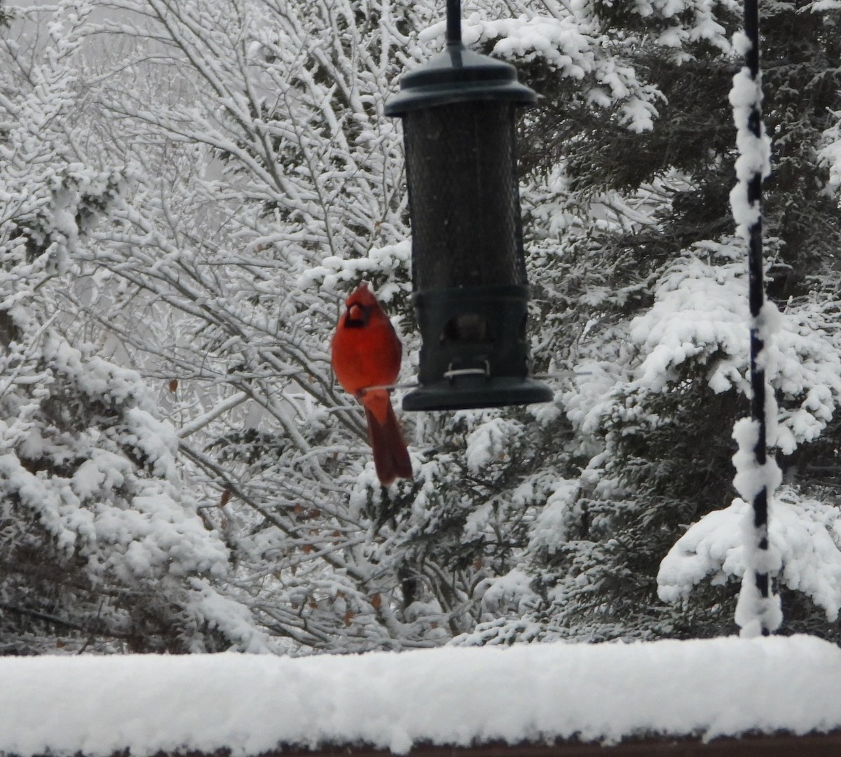 Northern Cardinal - ML645224098