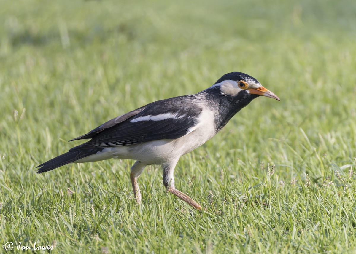 Indian Pied Starling - ML645224107
