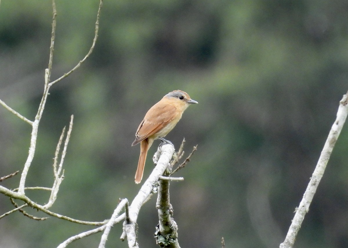 kransbekard - ML645224109