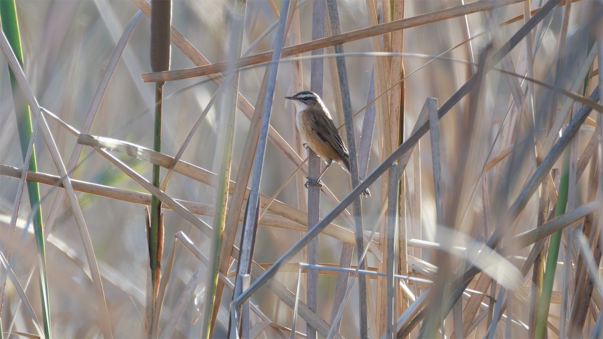 Moustached Warbler - ML645224114