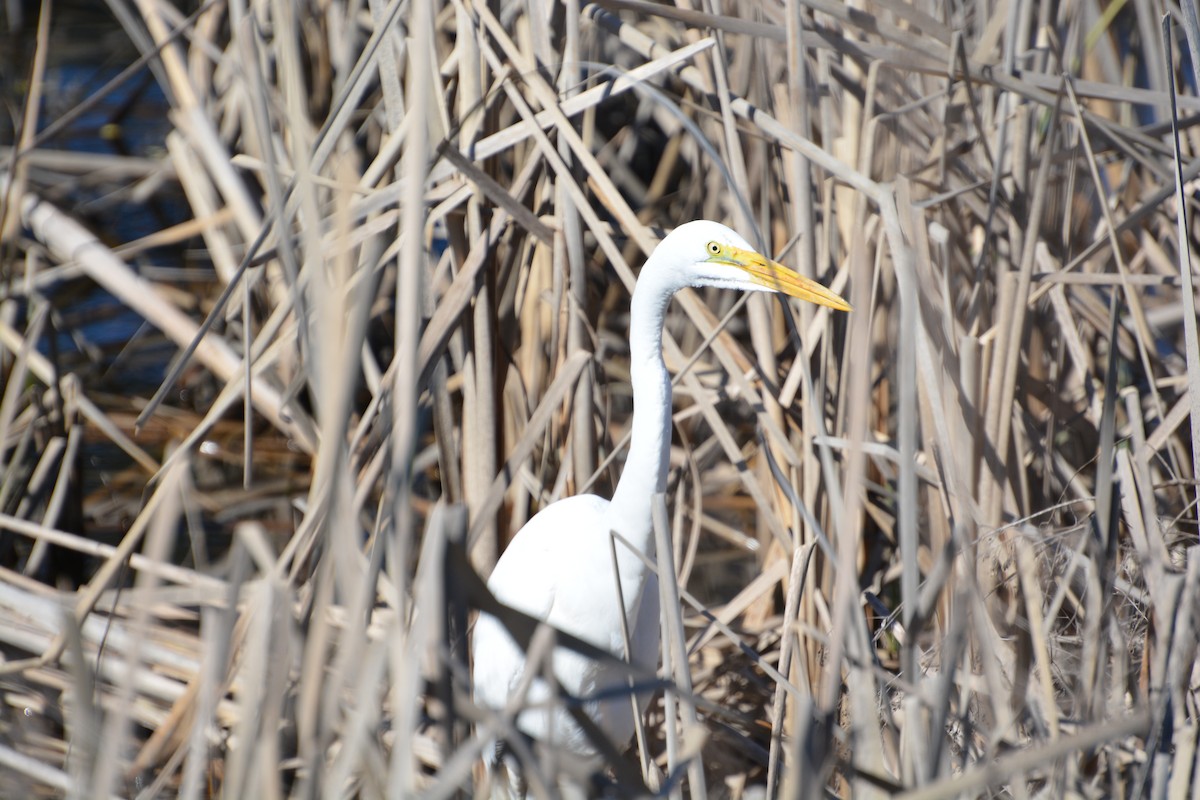 Koartza zuria - ML645224118