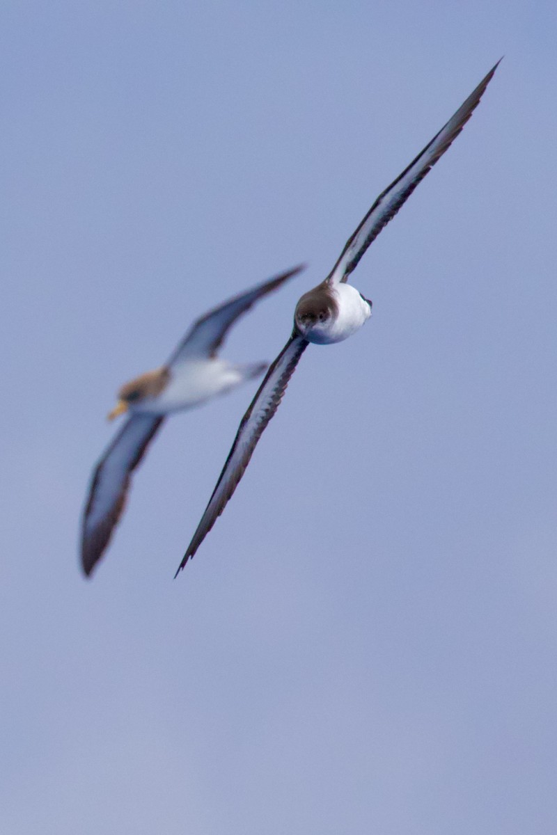 Manx Shearwater - ML645224121