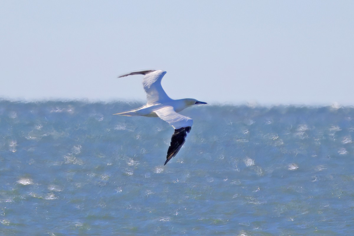 Northern Gannet - ML645224124