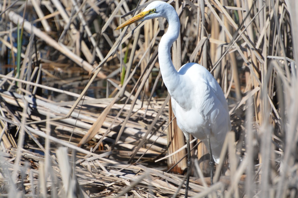 Koartza zuria - ML645224125