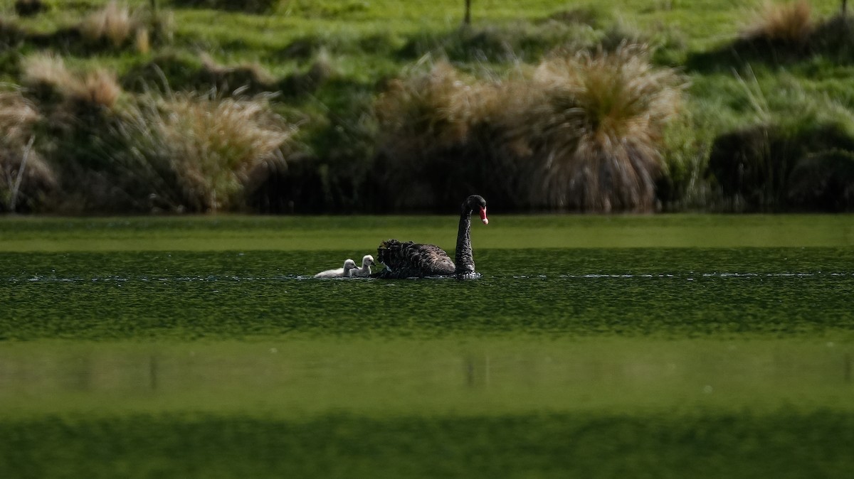 Black Swan - ML645224126