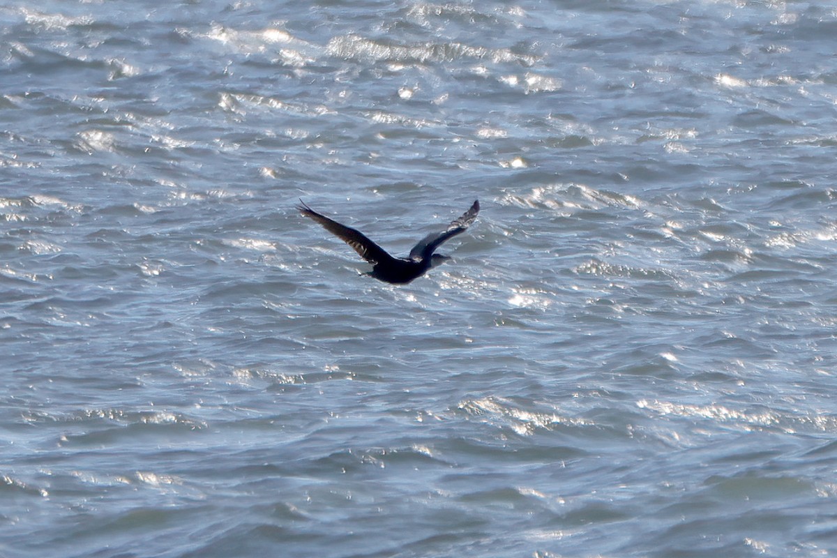 kormorán velký - ML645224133