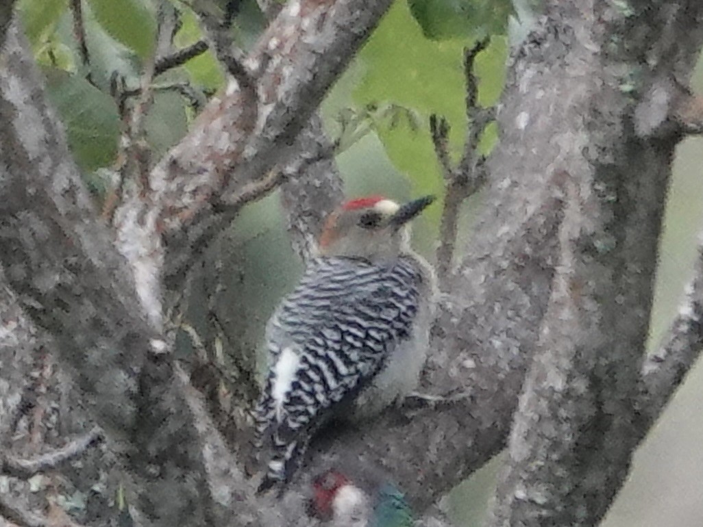 Red-crowned Woodpecker - ML645224134