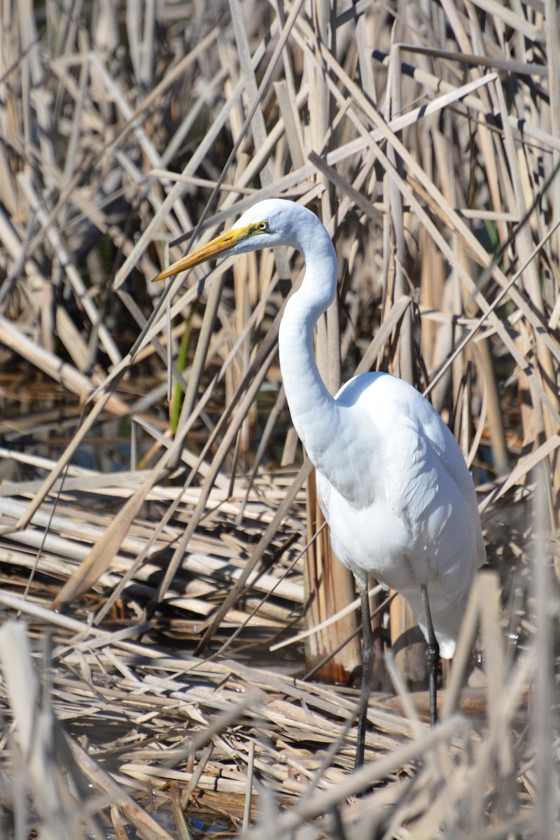 Koartza zuria - ML645224139