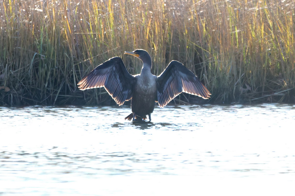 Double-crested Cormorant - ML645224142