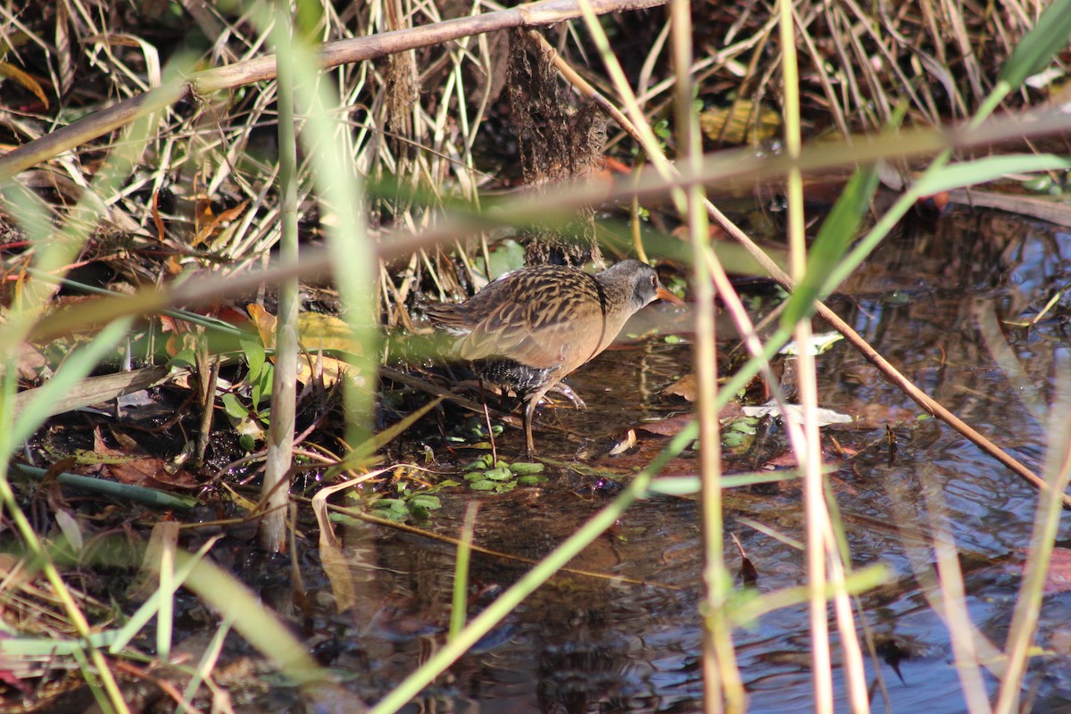 Virginia Rail - ML645224143