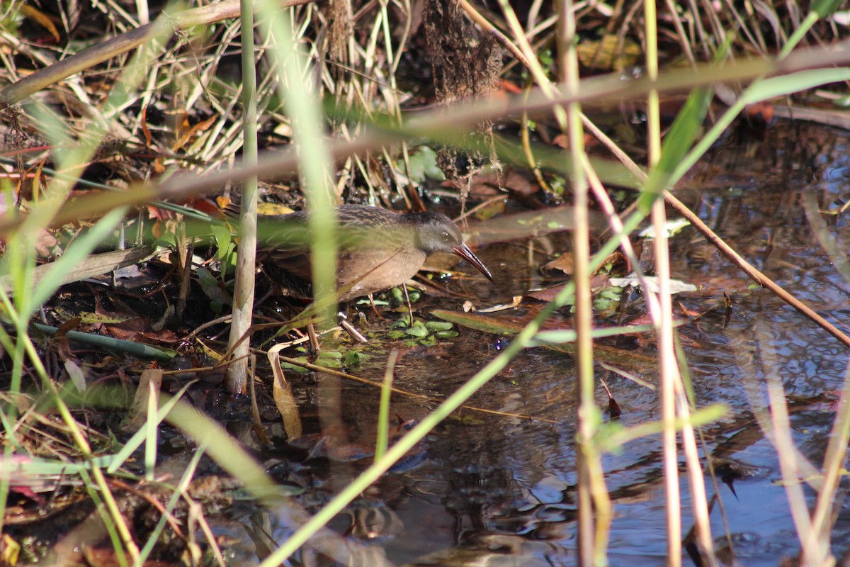 Virginia Rail - ML645224144
