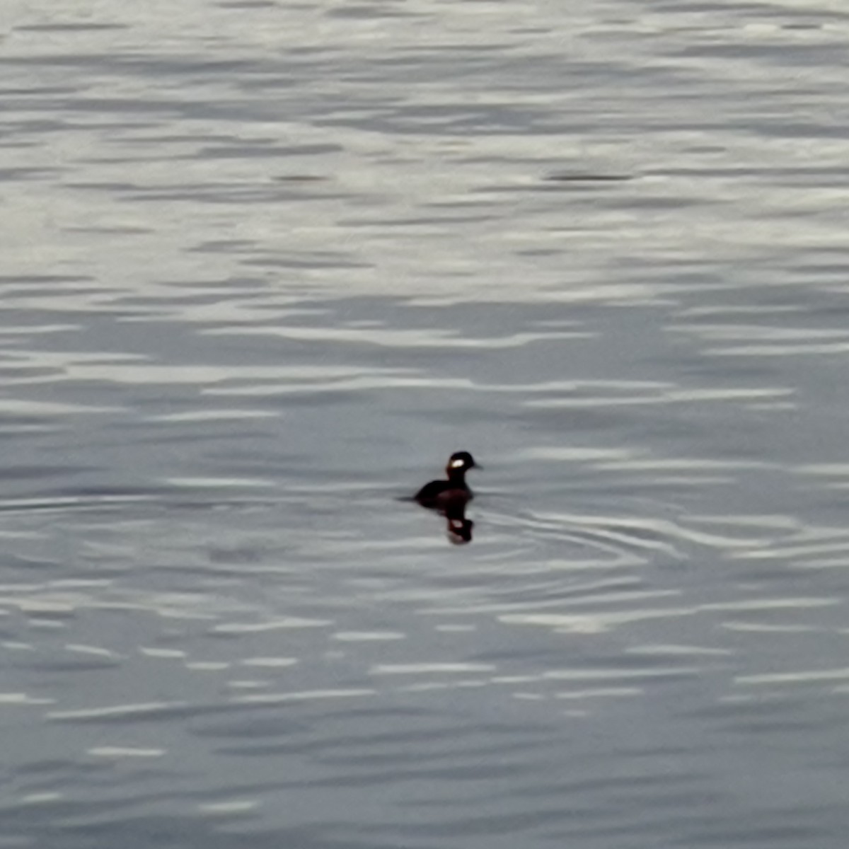 Bufflehead - ML645224149