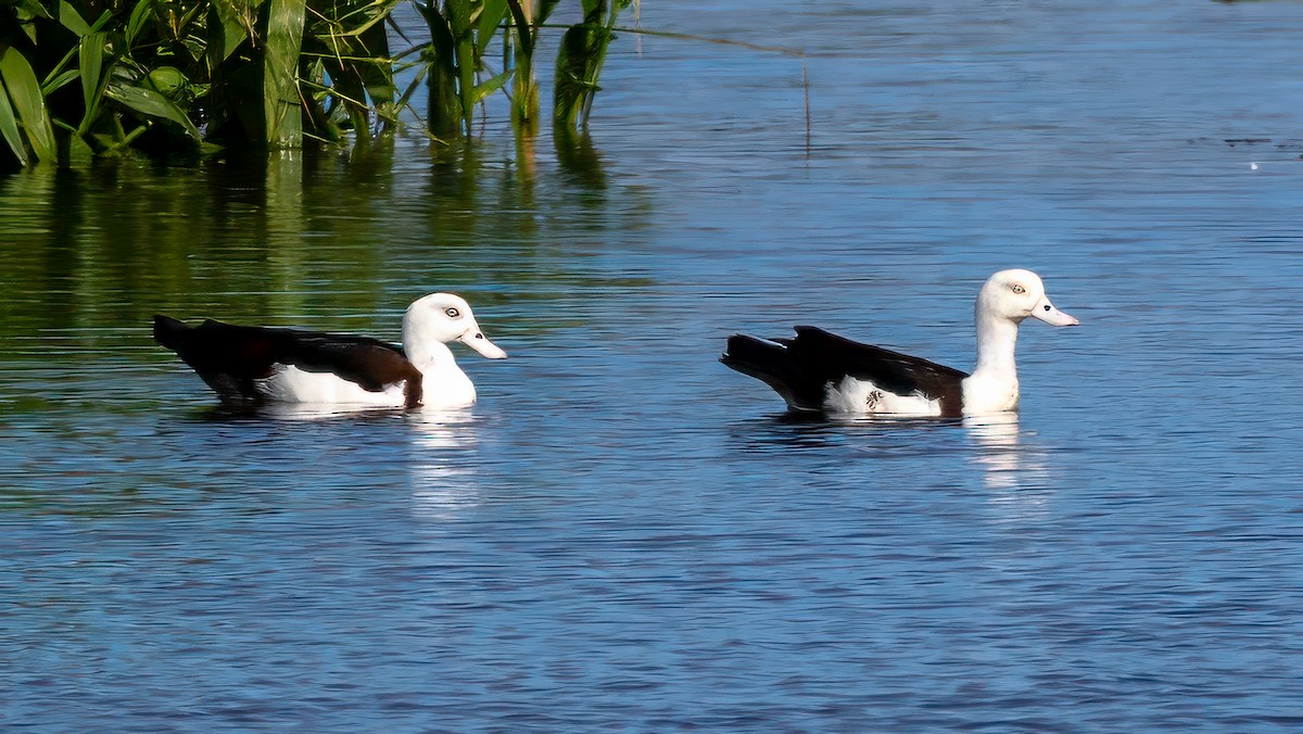Radjah Shelduck - ML645224162