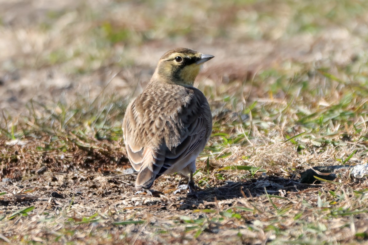 Horned Lark - ML645224163