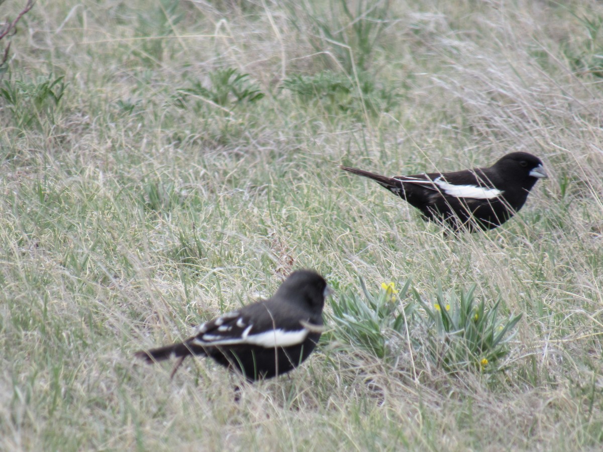 カタジロクロシトド - ML645224165