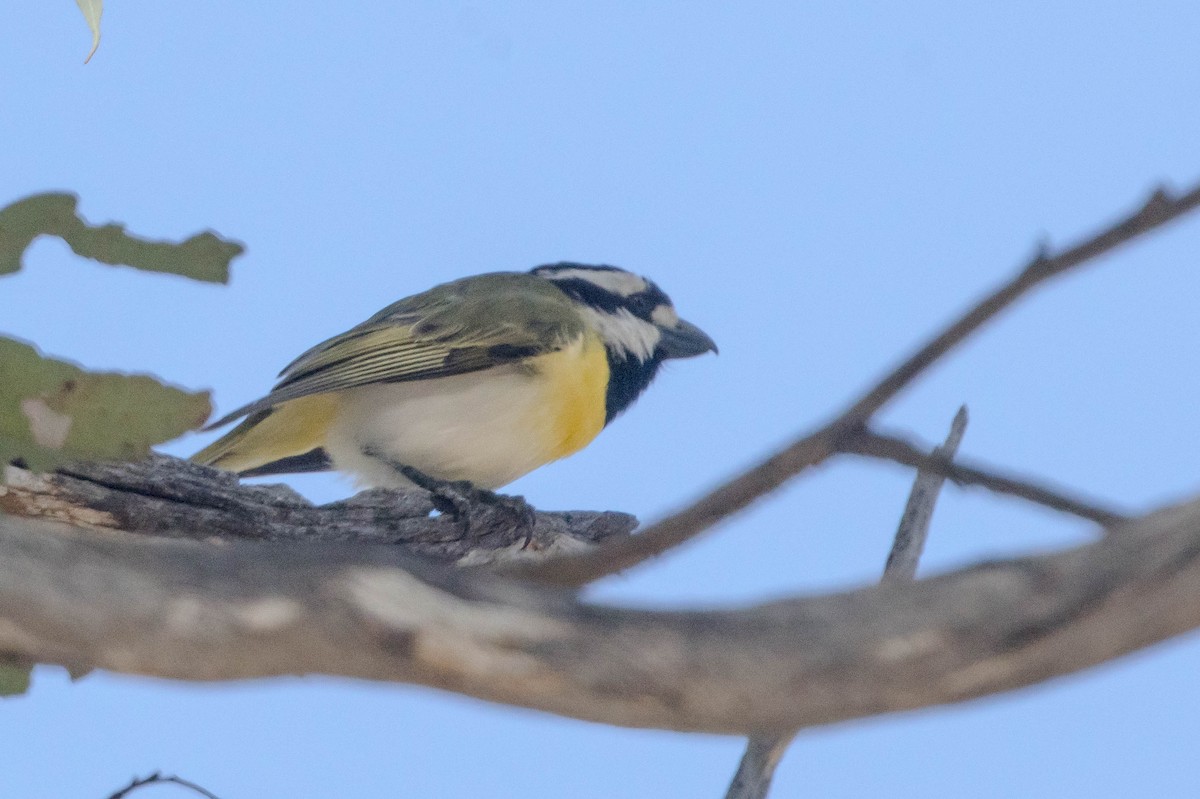 Western Shrike-tit - ML645224174