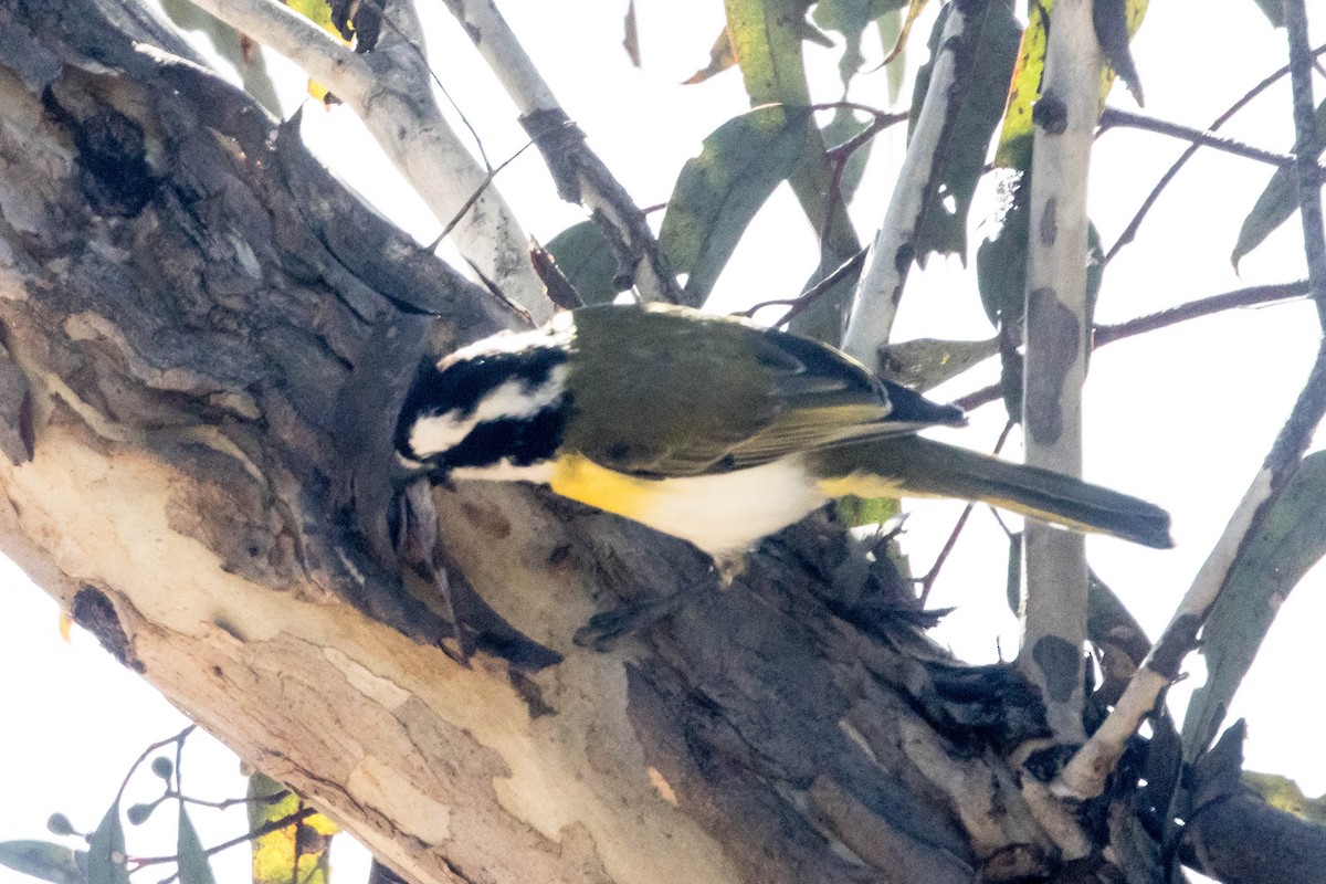 Western Shrike-tit - ML645224178