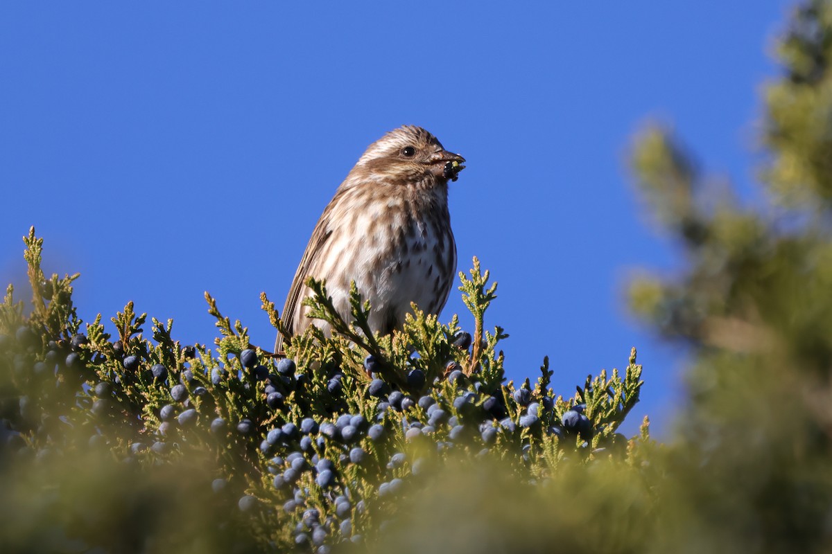 Purple Finch - ML645224182